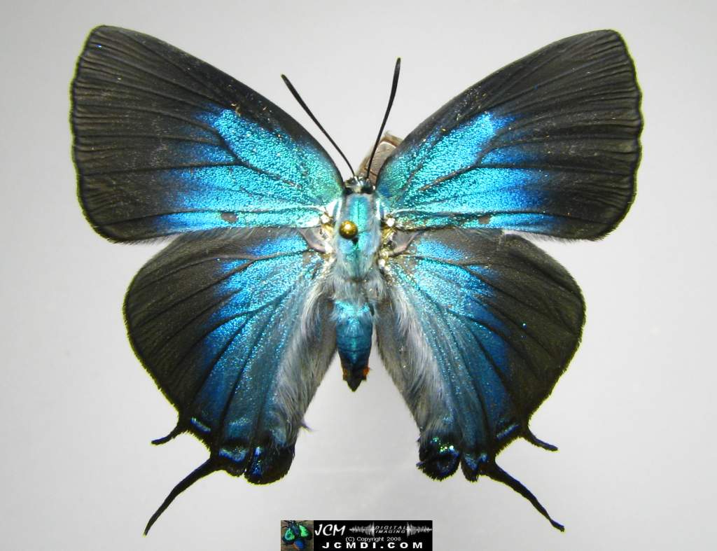 Great Purple Hairstreak female